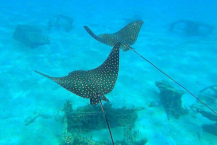 Guided Snorkel Tour Phil Foster Park (HIGH TIDE ONLY-FREE VIDEOS)