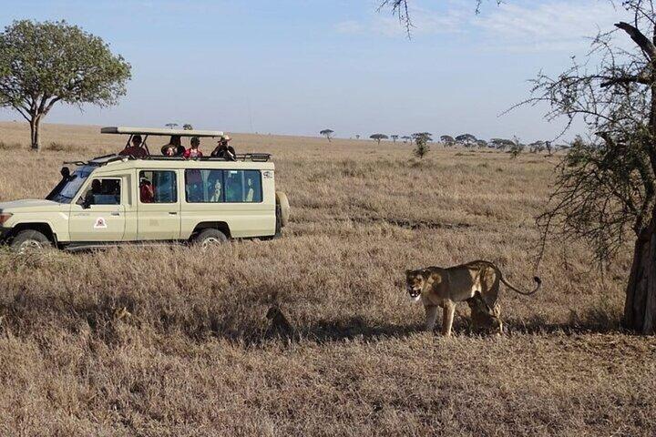 3 Days Small Group Safari to Maasai Mara with Foreign Languages