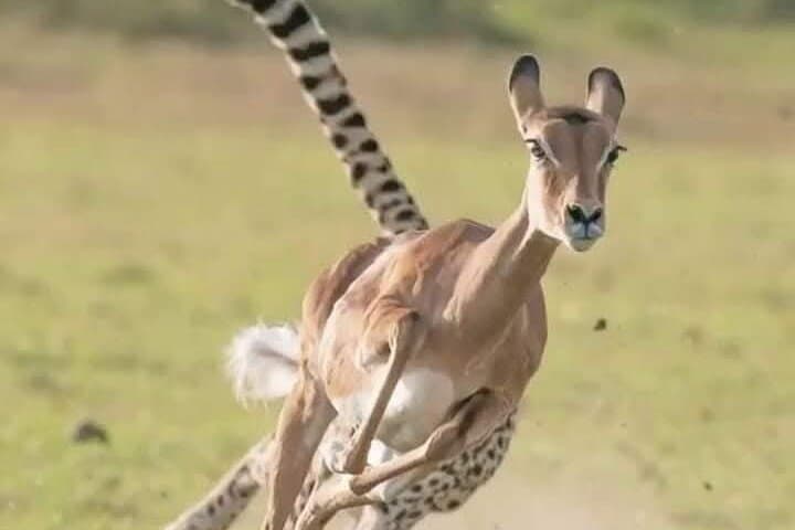 6 Days Magical Kenya Urban and Bush Safari Experience