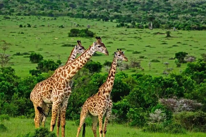 5 Day Luxury Nairobi Safari Tour