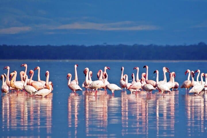 5 Day Luxury Nairobi Safari Tour