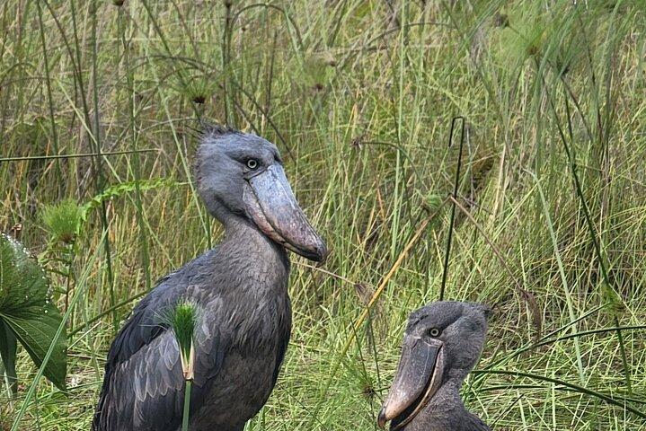Shoebill Tours and Bird Watching at Mabamba Swamp Uganda