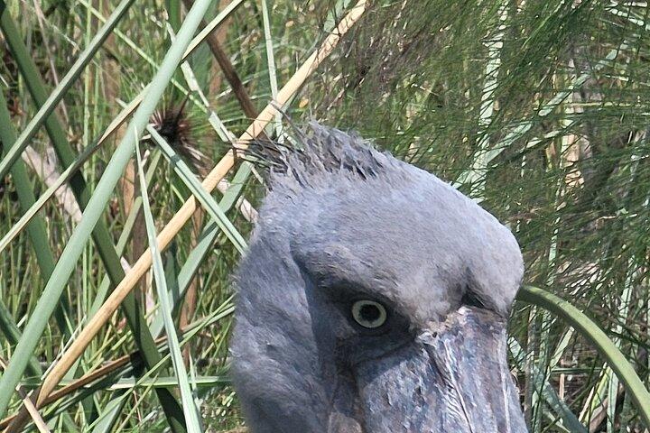 Shoebill Tours and Bird Watching at Mabamba Swamp Uganda
