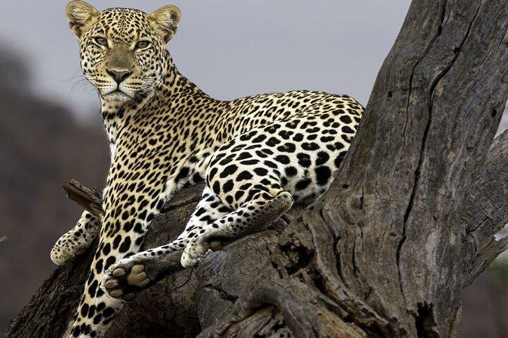 3 Days Masai Mara Luxury package