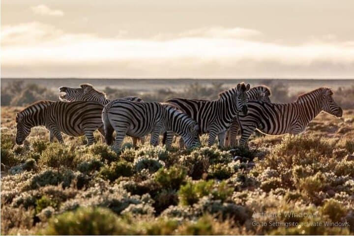 Aquila Safari Full Day Tour Spot the Big Five from Cape Town