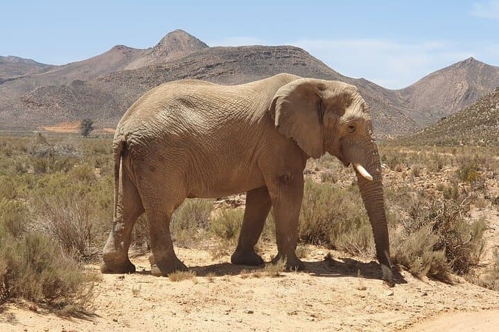 Aquila Safari Full Day Tour Spot the Big Five from Cape Town