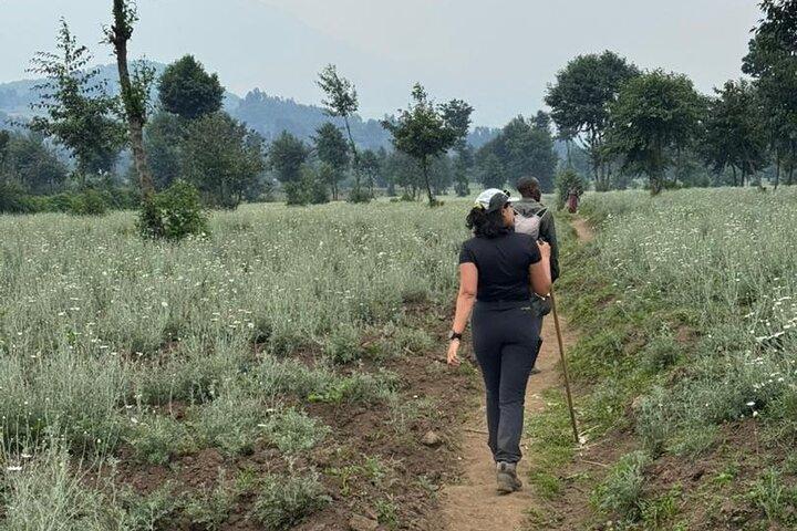 One day Golden Monkey Trekking in Volcanoes National Park