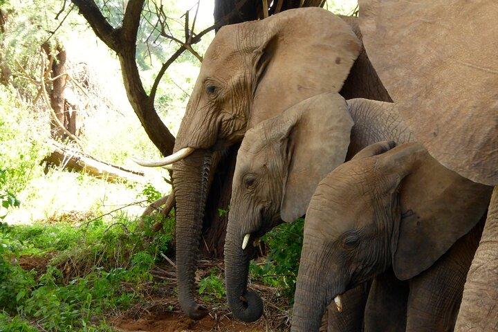 5 Day Aberdares Ol Pejeta and Samburu Safari on 4x4 Jeep