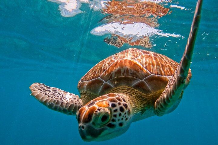 2 Hours Tulum Snorkel: Sea Turtles, Stingrays & Coral Reef