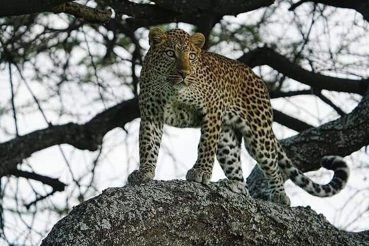 4 Days Luxury Fly-In Safari to the Heart of the Serengeti