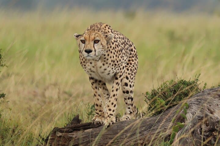 Maasai Mara 3 Day Safari Adventure