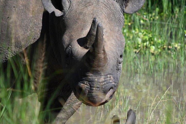 3 Day luxury Murchison Falls and Ziwa Rhino Safari