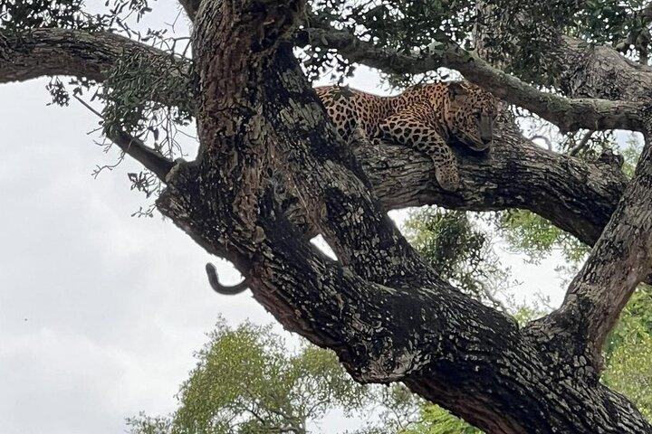 Leopard Safari in Yala National Park(Full Day/Half A Day)