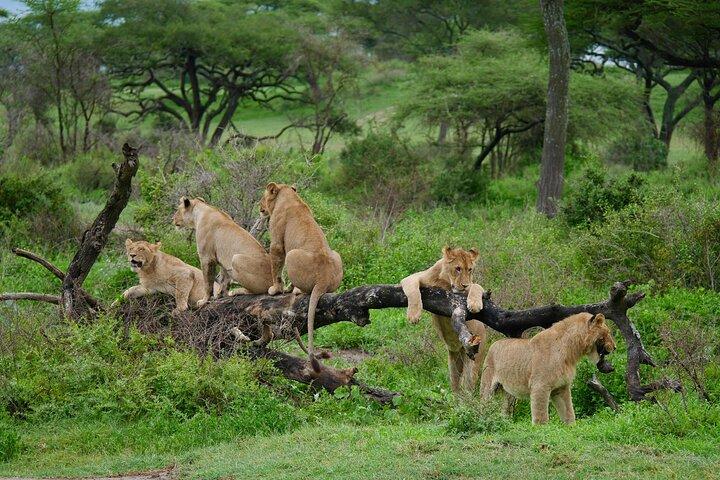 2 Day Lake Manyara National Park and Ngorongoro Crater