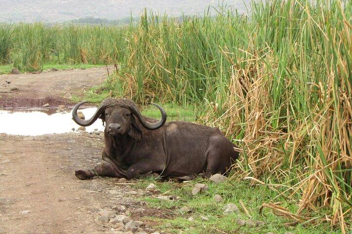 2 Day Lake Manyara National Park and Ngorongoro Crater