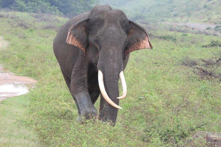 Sri Lanka Yala National Park Wildlife Private Tour