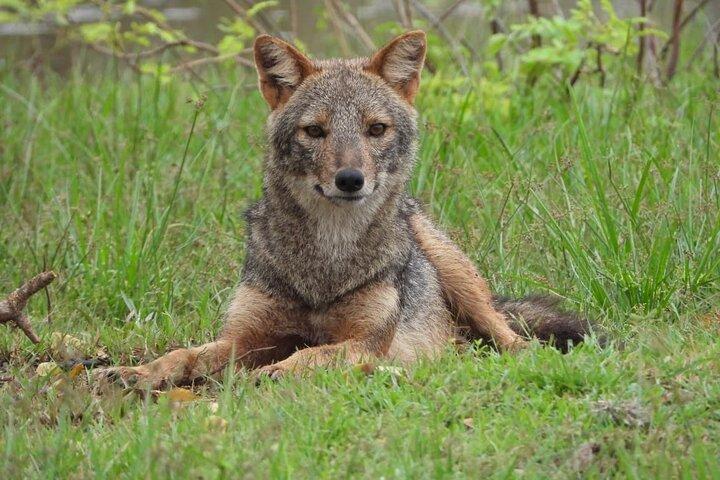 Sri Lanka Yala National Park Wildlife Private Tour