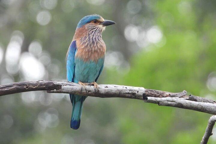 Sri Lanka Yala National Park Wildlife Private Tour