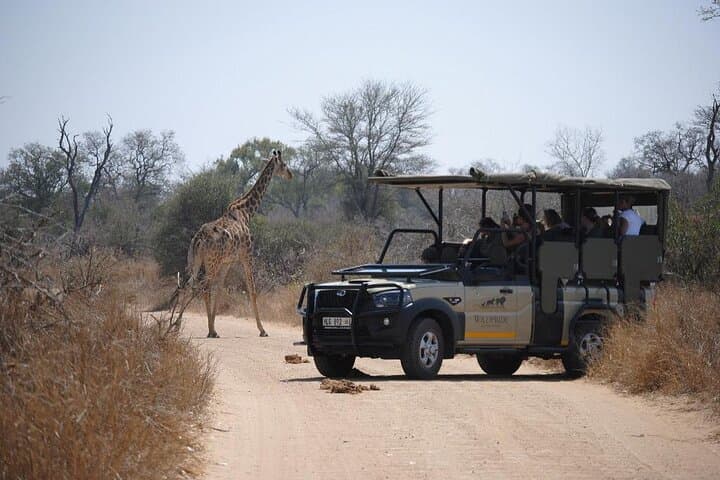 Hoedspruit Kruger National Park Full Day Safari Tour