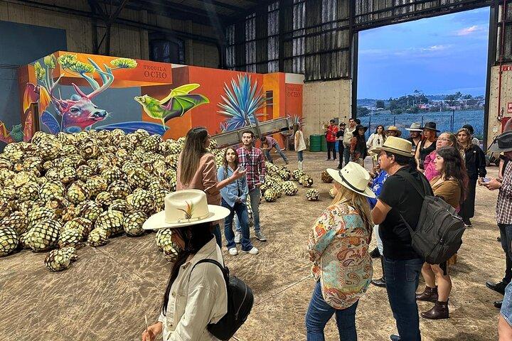 Secrets in Los Altos del Tequila