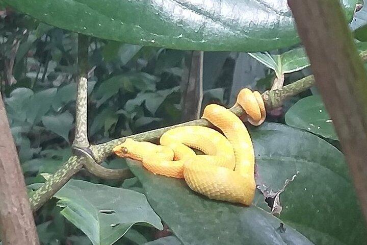 Cahuita National Park Guided Hike by Native Naturalistic Guide