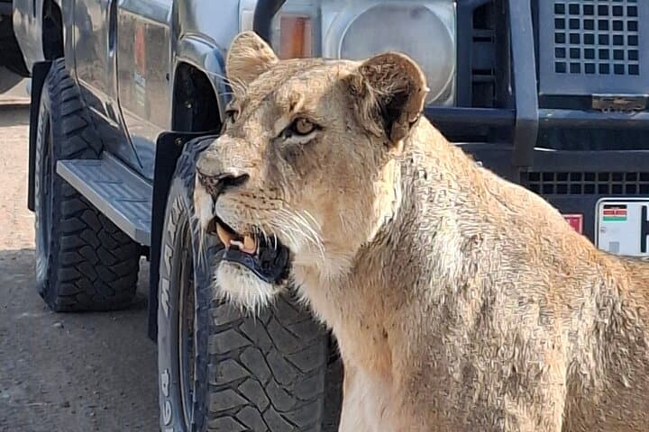 Nairobi National Park shared Drives