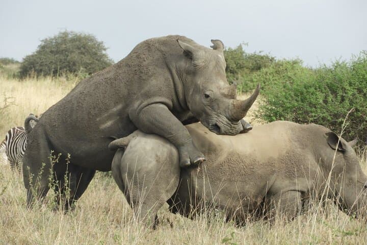 Nairobi national Park & Elephant orphanage in 4x4 landcruiser