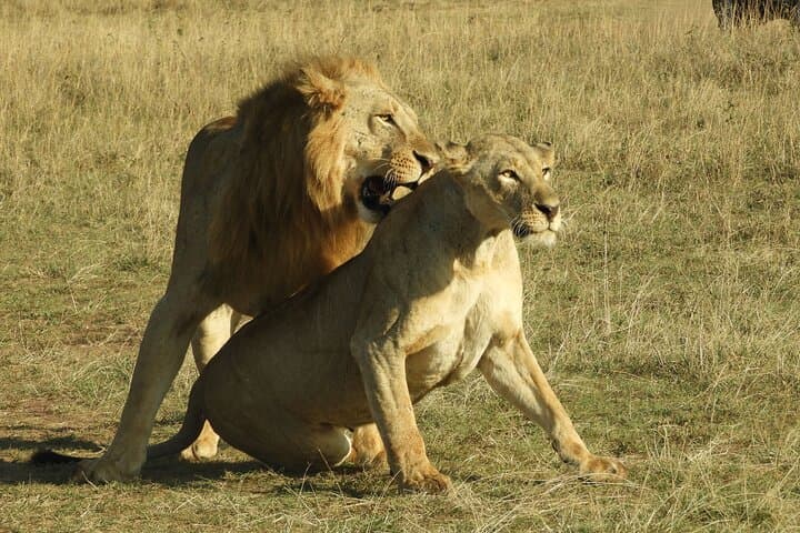 Private Safari 4x4 Jeep: Nairobi park, Sheldriek & Giraffe