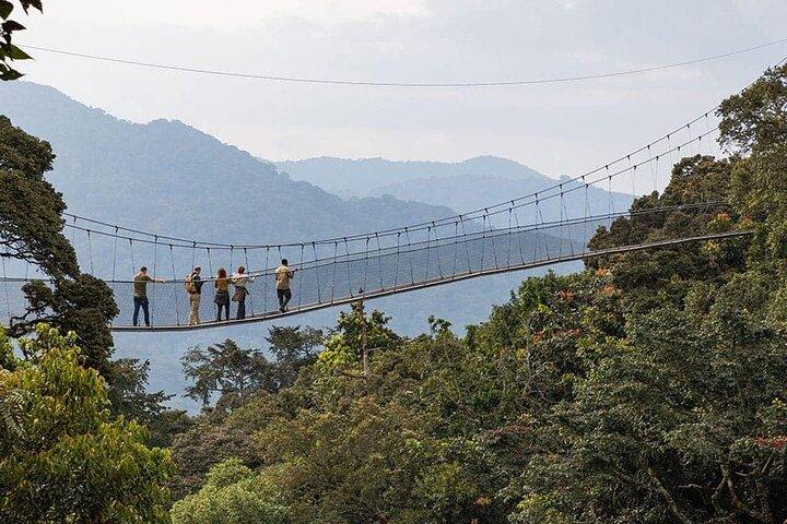 2 Days Chimpanzee trekking & Canopy Walk in Nyungwe National Park