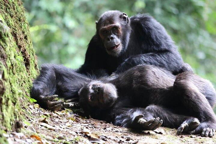 2 Days Chimpanzee trekking & Canopy Walk in Nyungwe National Park