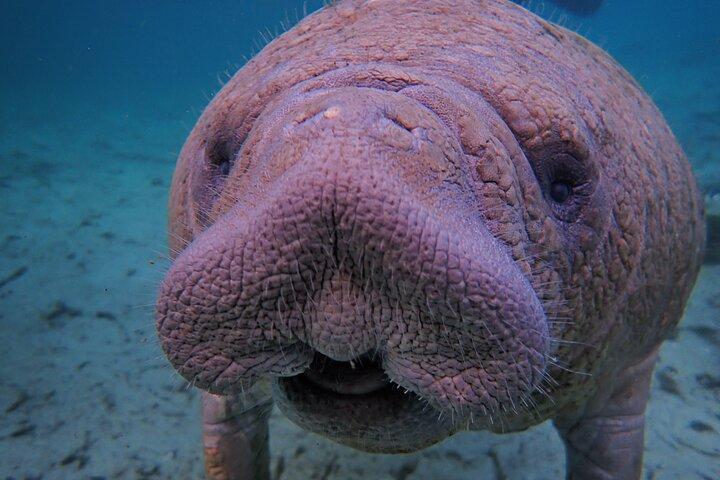 All-inclusive 6-person Manatee Swim Tour with Free Photos