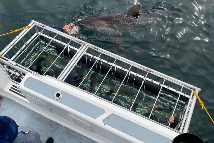 Shark Cage Diving Adventure CAPE TOWN(Lunch & Transport included)
