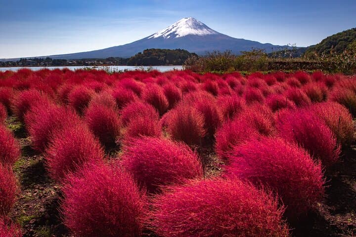From Tokyo Mt.Fuji, Lake Kawaguchi, Makaino Farm day tour