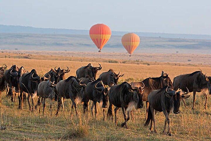 Multi Day Tour from Nairobi to Masai Mara and Lake Nakuru