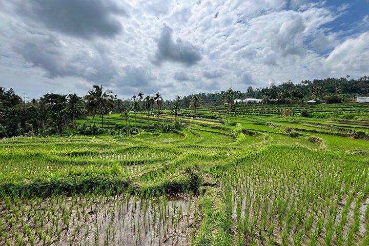 Sendang Gile & Tiu Kelep Waterfall, Rice Terrace & Selong Hill