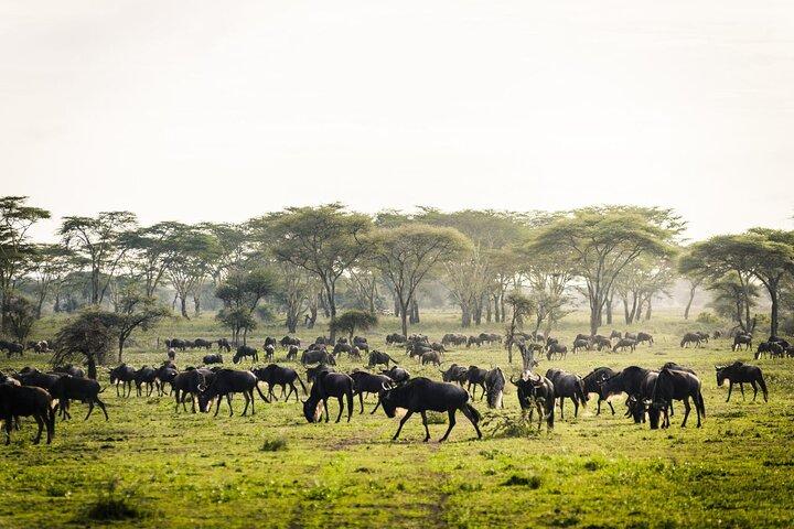 3 Days Great Migration Safari at Serengeti & Ngorongoro Crater