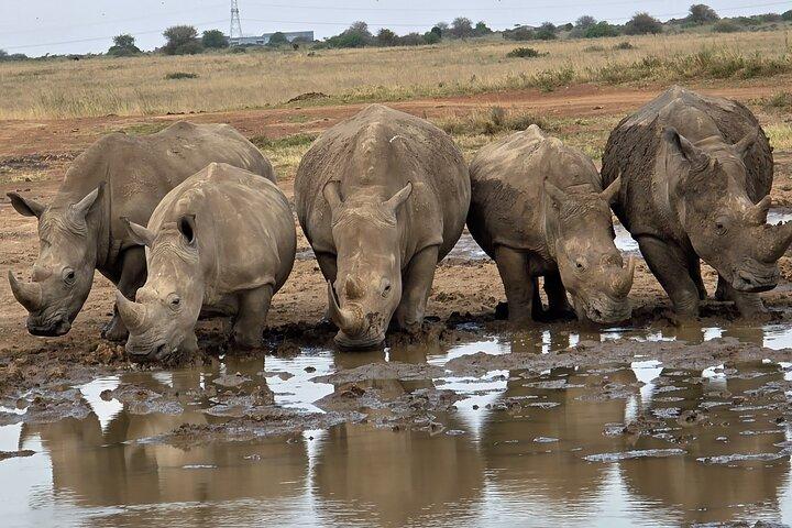 Kilimanjaro & Elephants: 3-Day Amboseli & Nairobi Safari