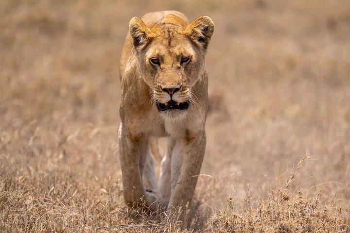 7 Day Wildebeest Calving Migration Safari