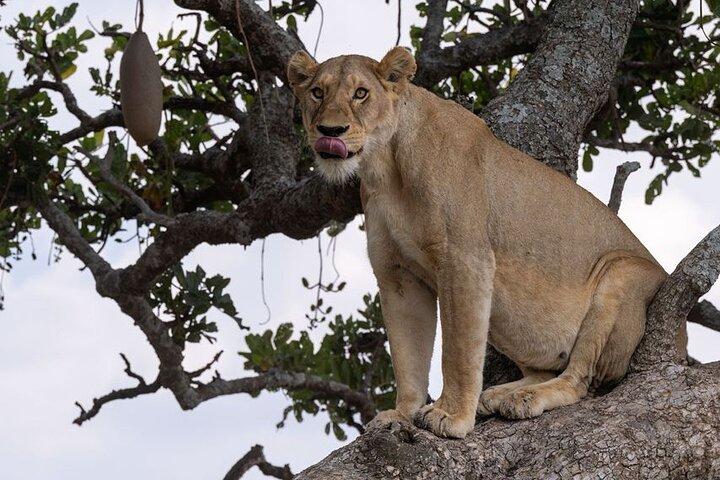 7 Day Wildebeest Calving Migration Safari