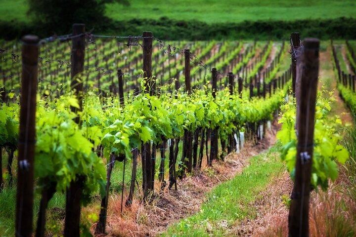 Chianti Delights: Tuscany Private Wine Tour from Florence