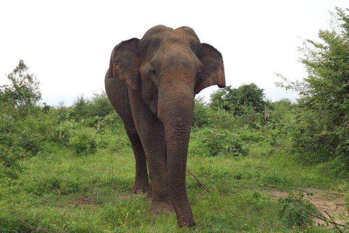 Udawalawe National Park Safari Tours