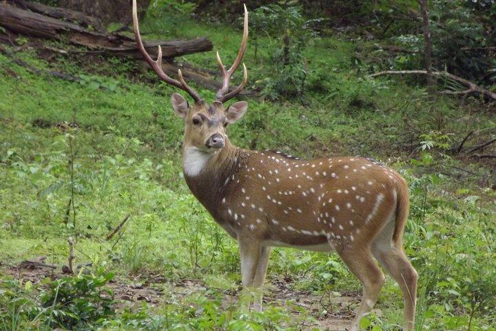 Udawalawe National Park Safari Tours