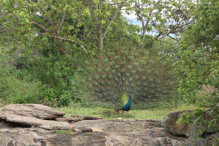 Udawalawe National Park Safari Tours