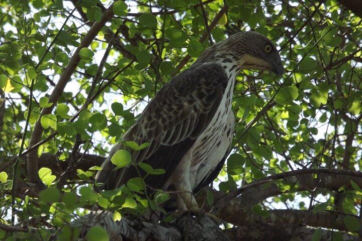 Udawalawe National Park Safari Tours