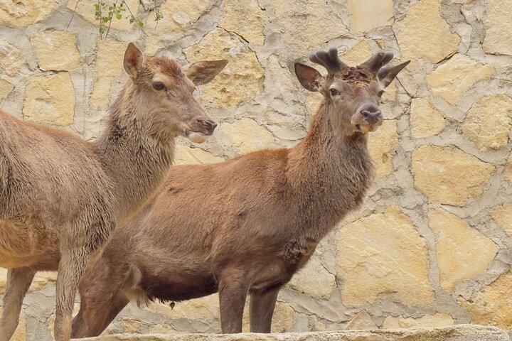 Side Green Canyon, Waterfall and Baby Lions with Mosque Visit