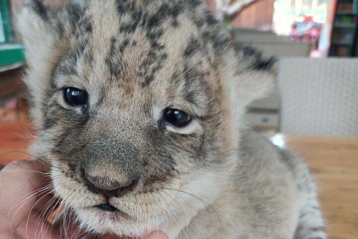 Side Green Canyon, Waterfall and Baby Lions with Mosque Visit