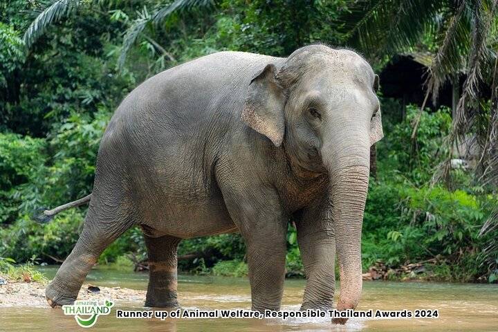 Elephant Sanctuary, Khao Lak
