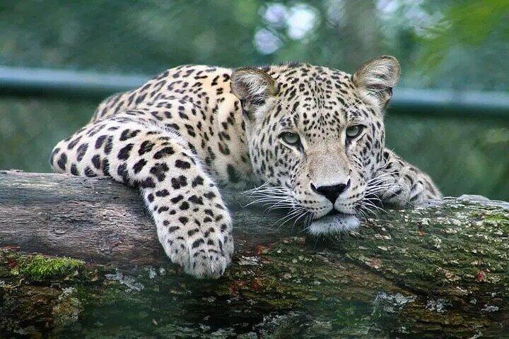 Chobe Day Trip