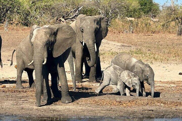 Chobe Day Trip