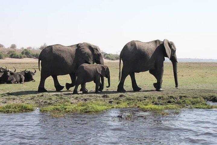 Chobe Day Trip